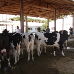 Pedigree heifers