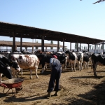 Pedigree heifers