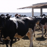 Pedigree heifers