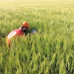 Fieldlook crop monitoring