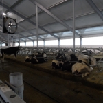 Kazachstan, DFP 500 cows