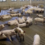 Pig production