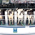 Milking parlours