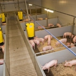 Pig production