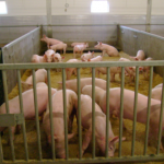 Pig production