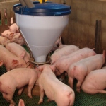 Pig production