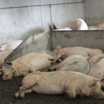 Pig production