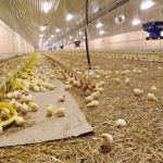 Poultry production