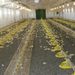 Poultry production