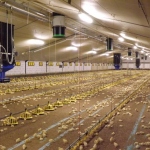 Poultry production