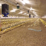 Poultry production