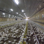 Poultry production