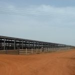 Sudan, DFP 1200 cows