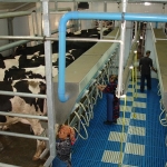 Uzbekistan, DFP 500 cows