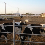 Uzbekistan, DFP 500 cows