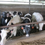 Veal production