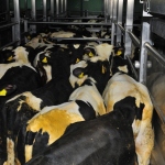 Veal production