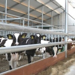 Veal production