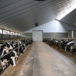 Veal production
