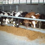 Veal production