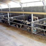 Veal production