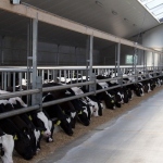 Veal production